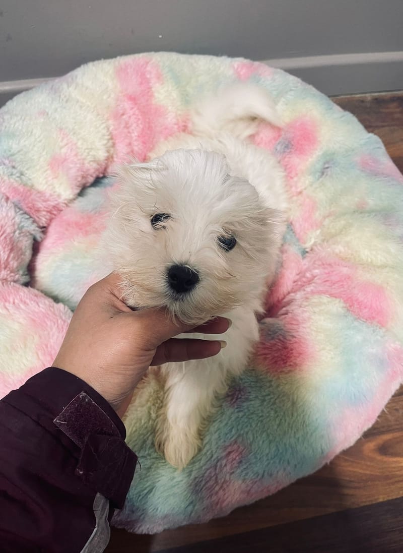 Aztek mâle né le: 29/10/2025 ( LOF)