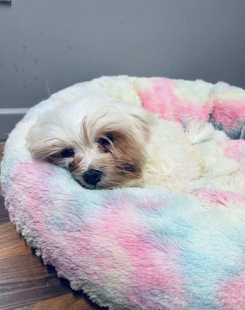 Aldo mâle né le: 30/08/25 ( LOF)