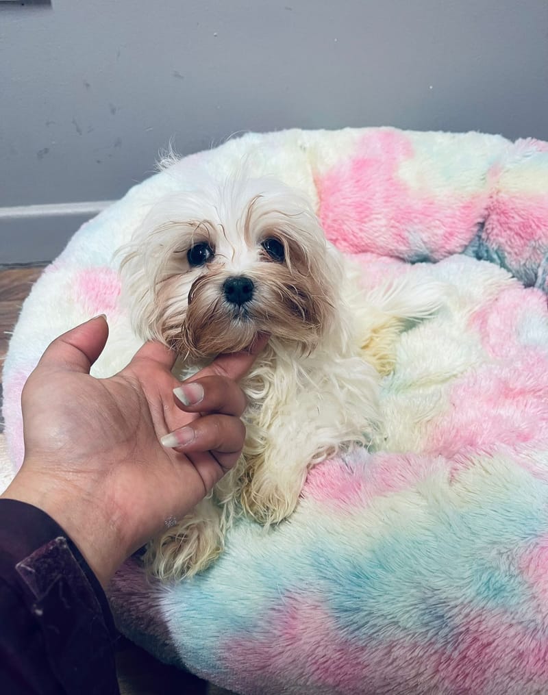 Aldo mâle né le: 30/08/25 ( LOF)