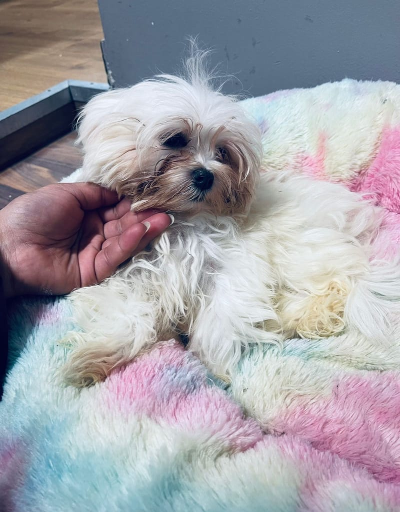 Aldo mâle né le: 30/08/25 ( LOF)