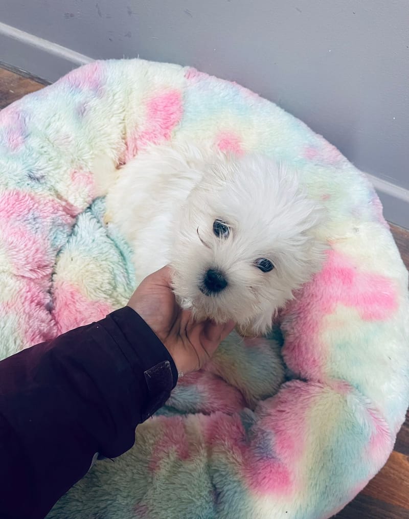 Aston mâle né le:29/10/2025   (LOF)