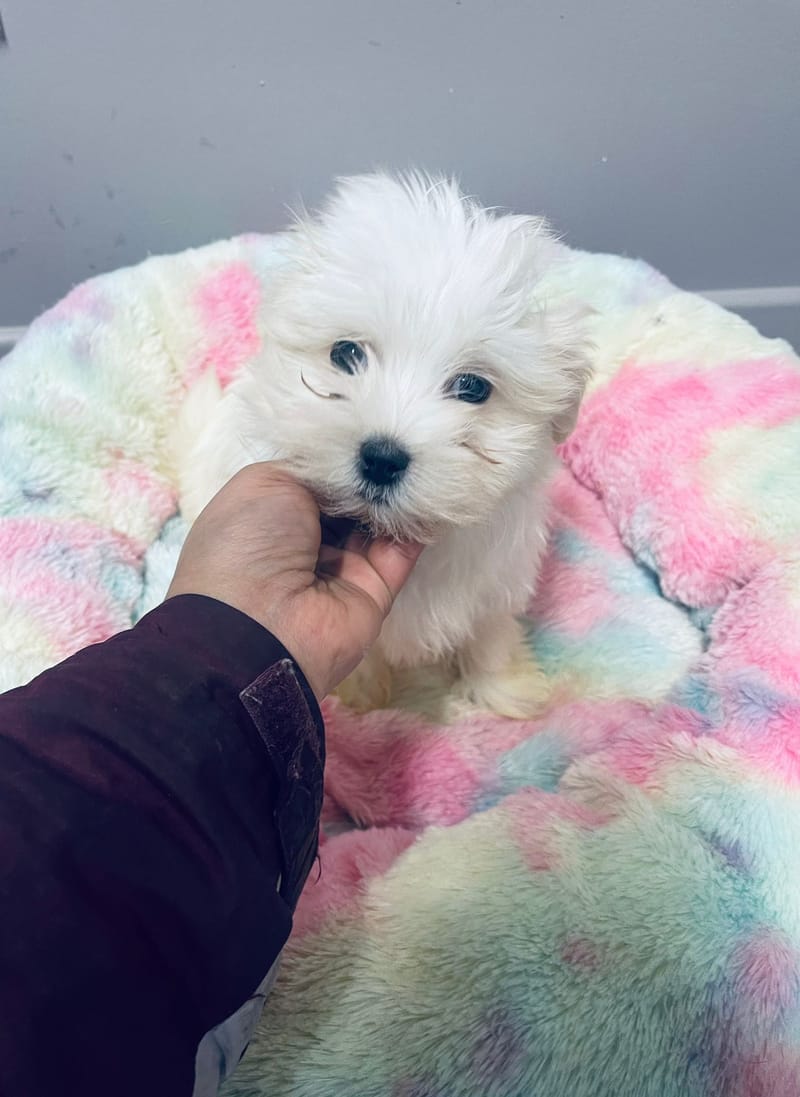 Aston mâle né le:29/10/2025   (LOF)