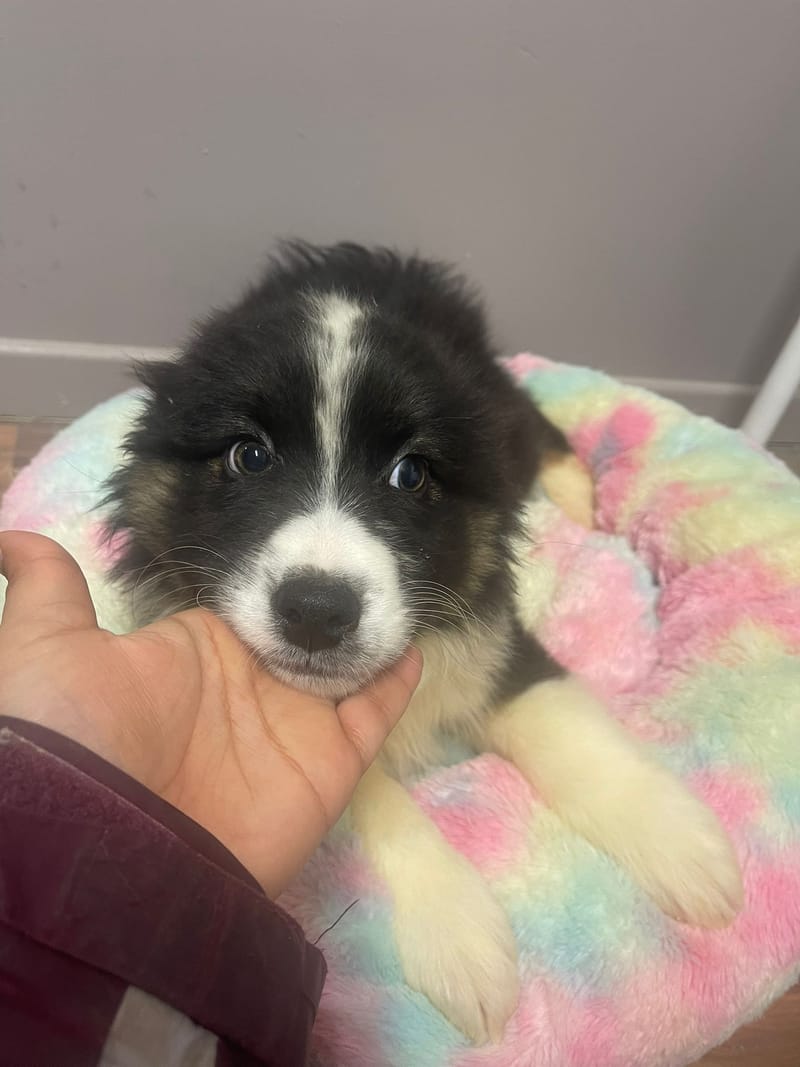 Aston mâle né le: 02/11/2025 ( Parents LOF)