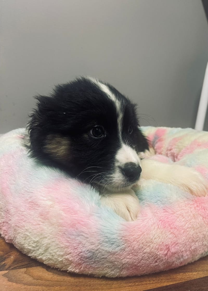 Aston mâle né le: 02/11/2025 ( Parents LOF)