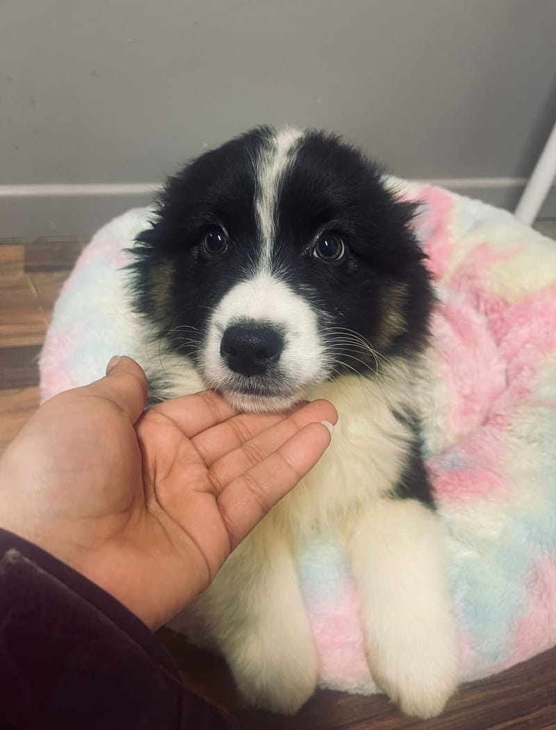 Aston mâle né le: 02/11/2025 ( Parents LOF)