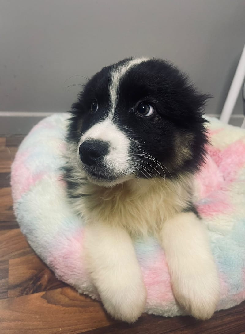 Aston mâle né le: 02/11/2025 ( Parents LOF)