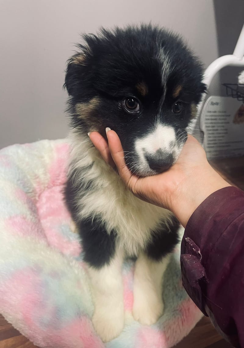 Aston mâle né le:29/10/2025 ( Parents LOF)