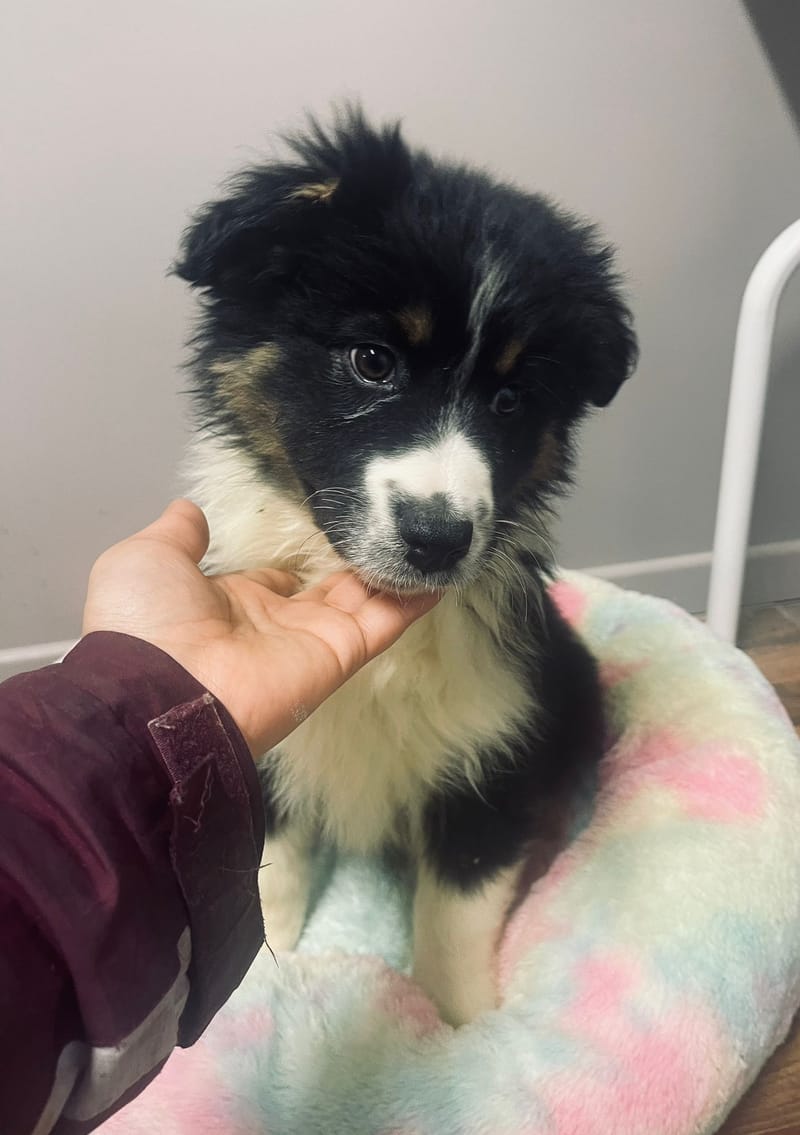 Aston mâle né le:29/10/2025 ( Parents LOF)