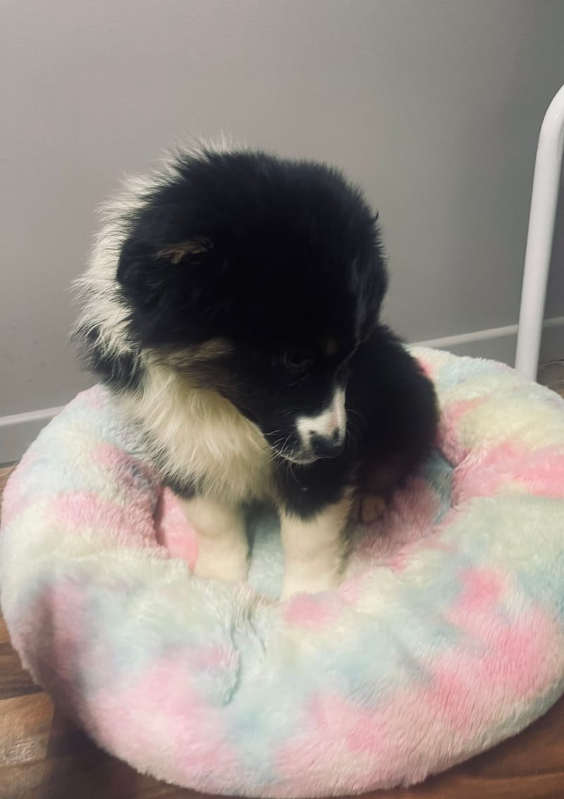 Aston mâle né le:29/10/2025 ( Parents LOF)