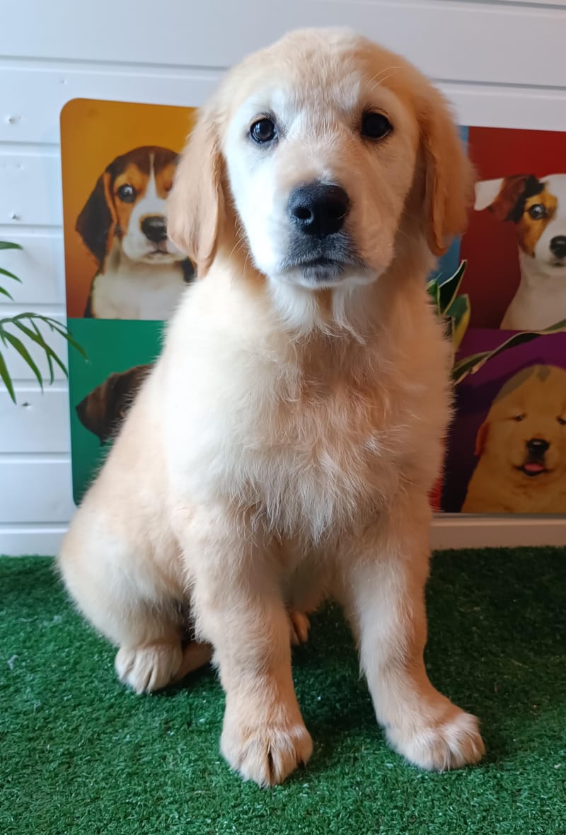 AZIA, femelle née le 02/11/2025 non Lof (parents LOF)