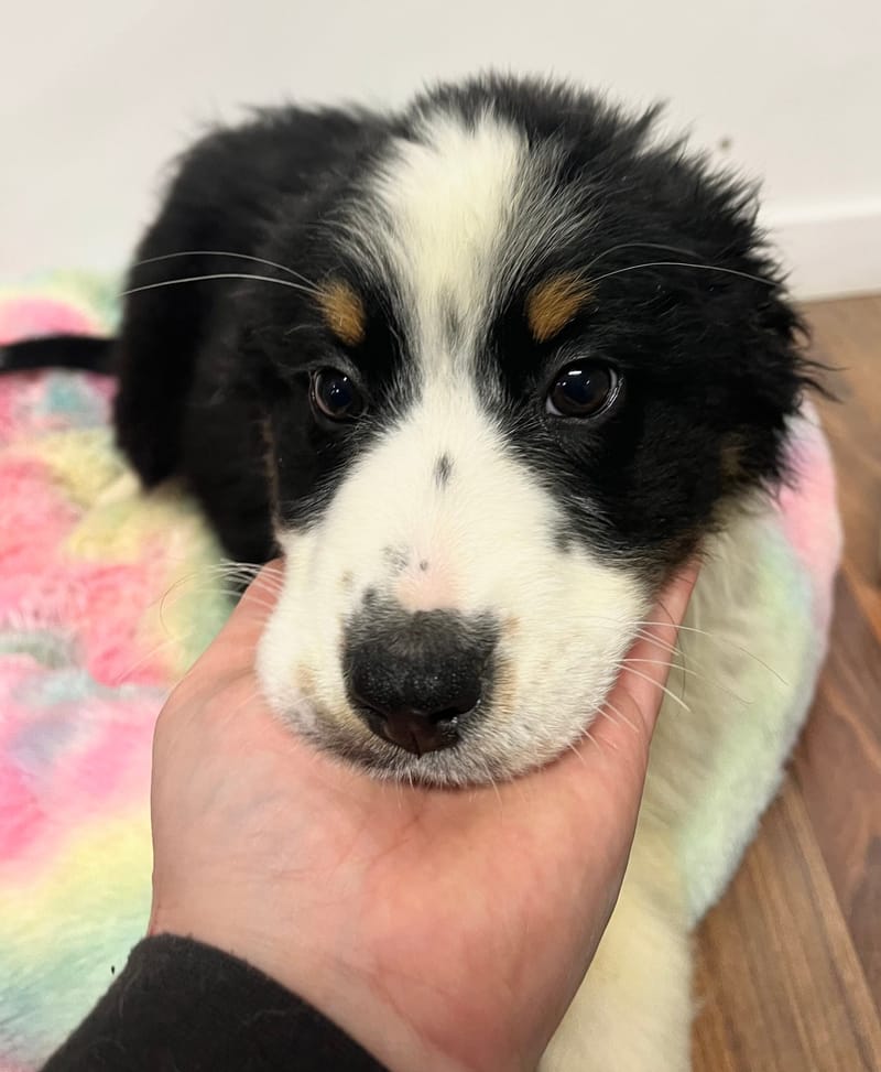 Arielle femelle née le: 29/10/2025  (Parents LOF)