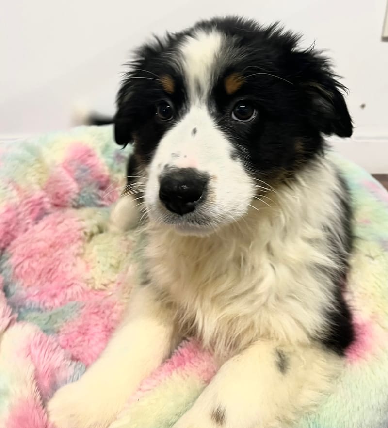 Arielle femelle née le: 29/10/2025  (Parents LOF)