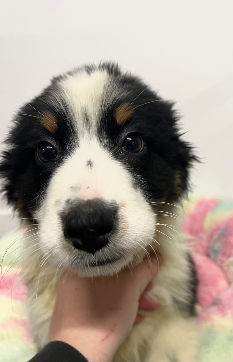 Arielle femelle née le: 29/10/2025  (Parents LOF)