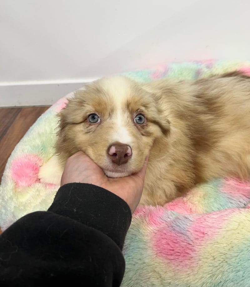 Agora femelle née le: 02/11/2025  (Parents LOF)