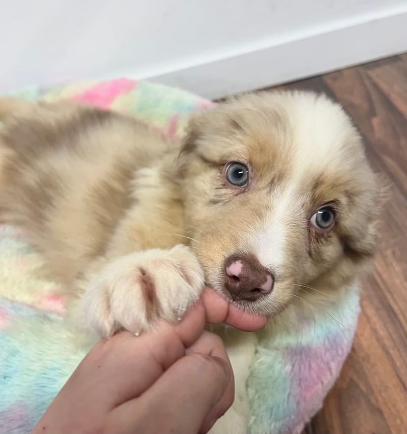 Agora femelle née le: 02/11/2025  (Parents LOF)