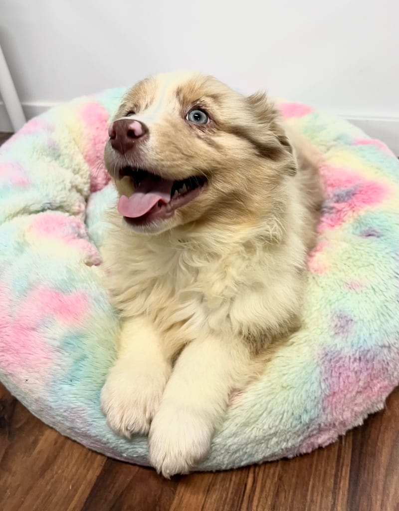 Agora femelle née le: 02/11/2025  (Parents LOF)