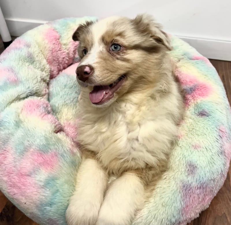 Agora femelle née le: 02/11/2025  (Parents LOF)