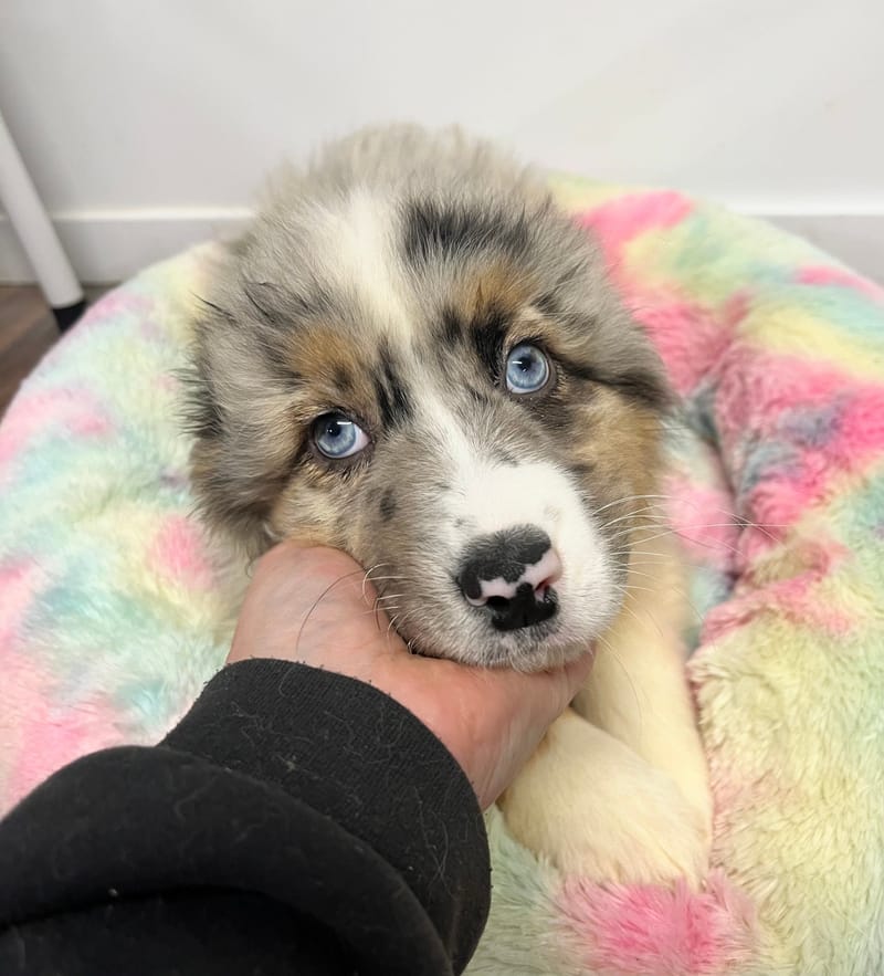 Atik mâle né le: 02/11/2025 (Parents LOF)