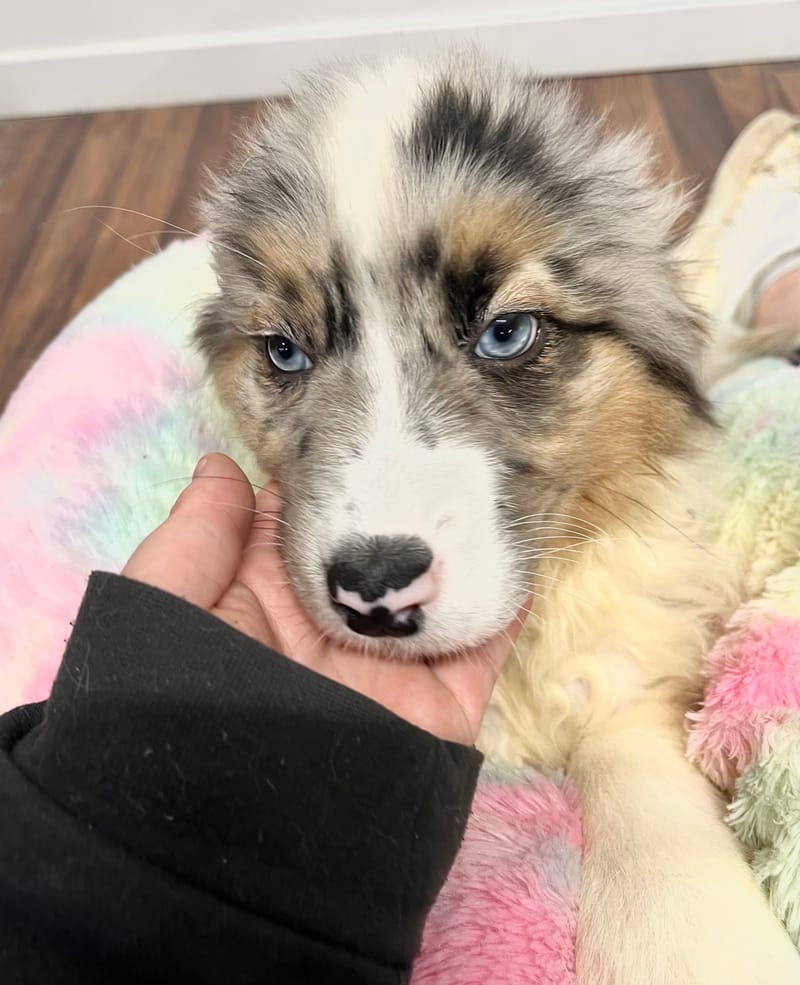 Atik mâle né le: 02/11/2025 (Parents LOF)