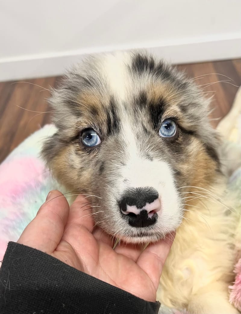 Atik mâle né le: 02/11/2025 (Parents LOF)