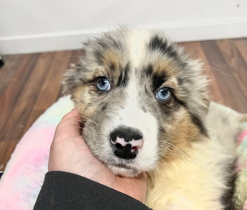 Atik mâle né le: 02/11/2025 (Parents LOF)