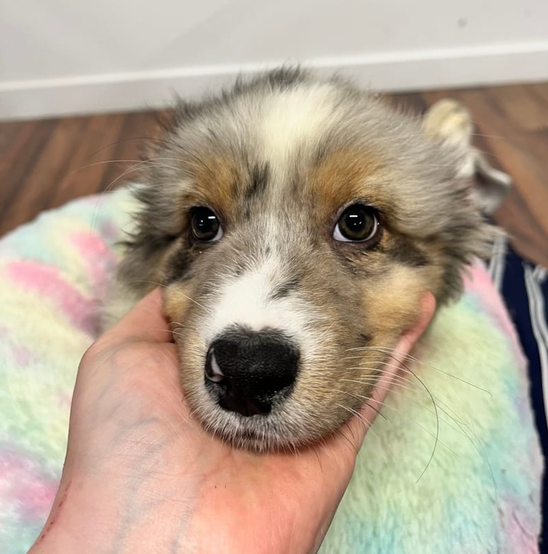 Artus mâle né le: 02/11/2025 (Parents LOF)