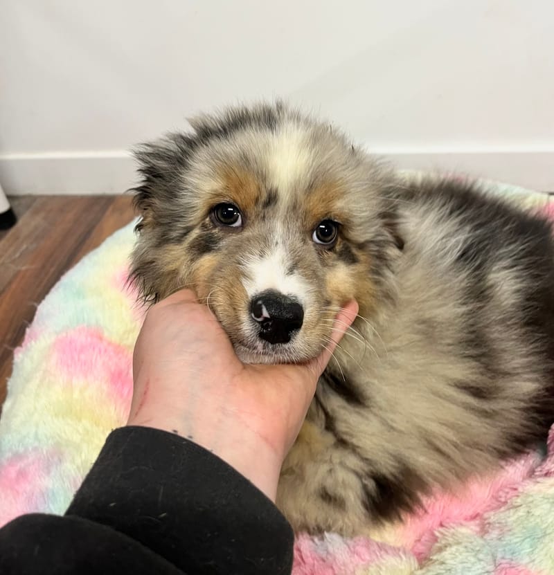 Artus mâle né le: 02/11/2025 (Parents LOF)