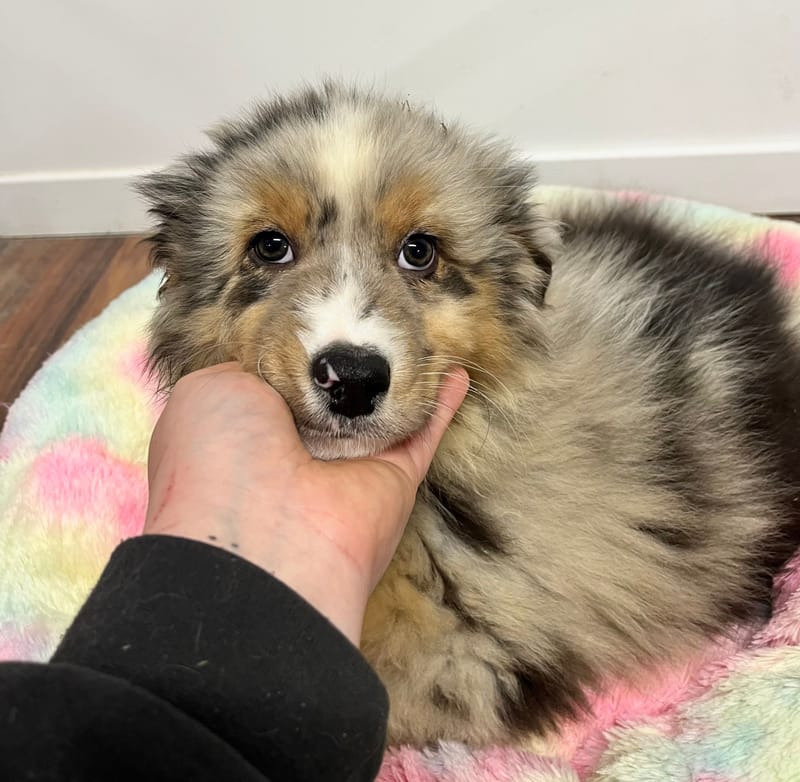 Artus mâle né le: 02/11/2025 (Parents LOF)