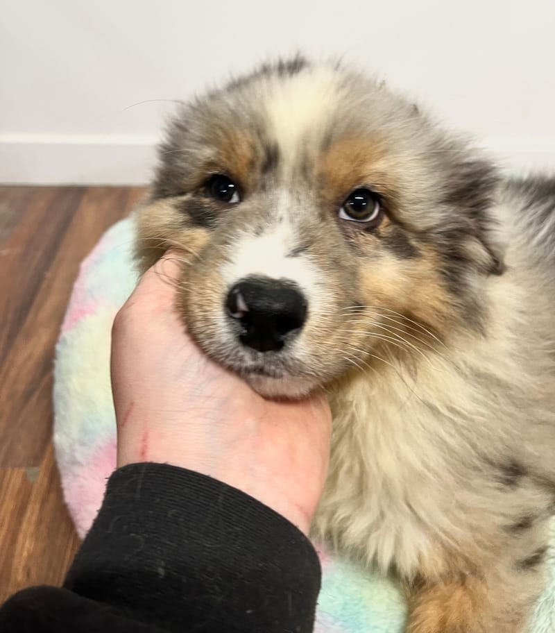 Artus mâle né le: 02/11/2025 (Parents LOF)