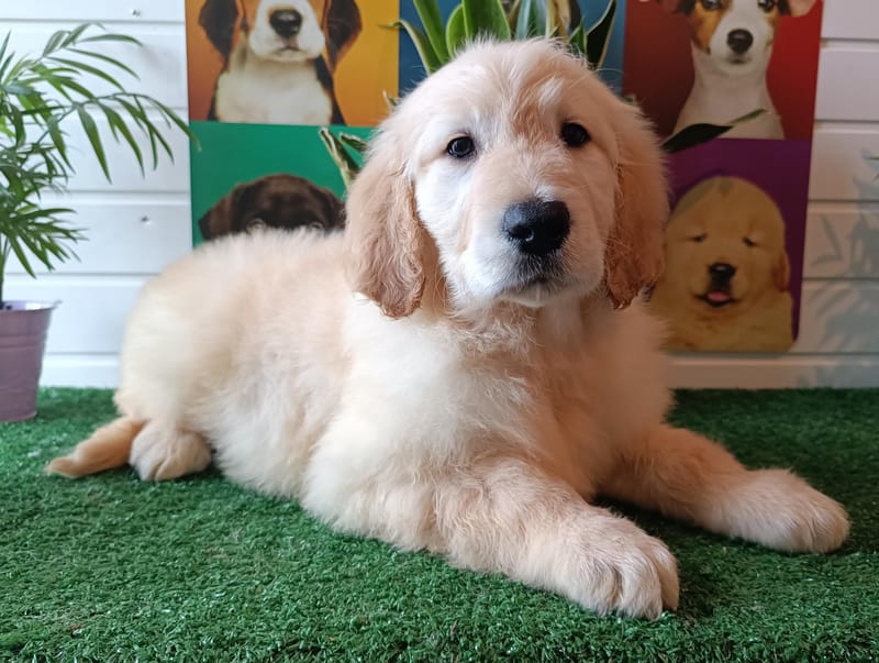 ASTON, mâle né le 08/11/2025 non Lof (parents LOF)