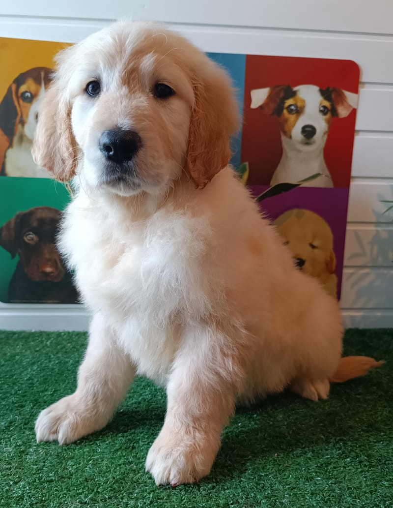 ASTON, mâle né le 08/11/2025 non Lof (parents LOF)