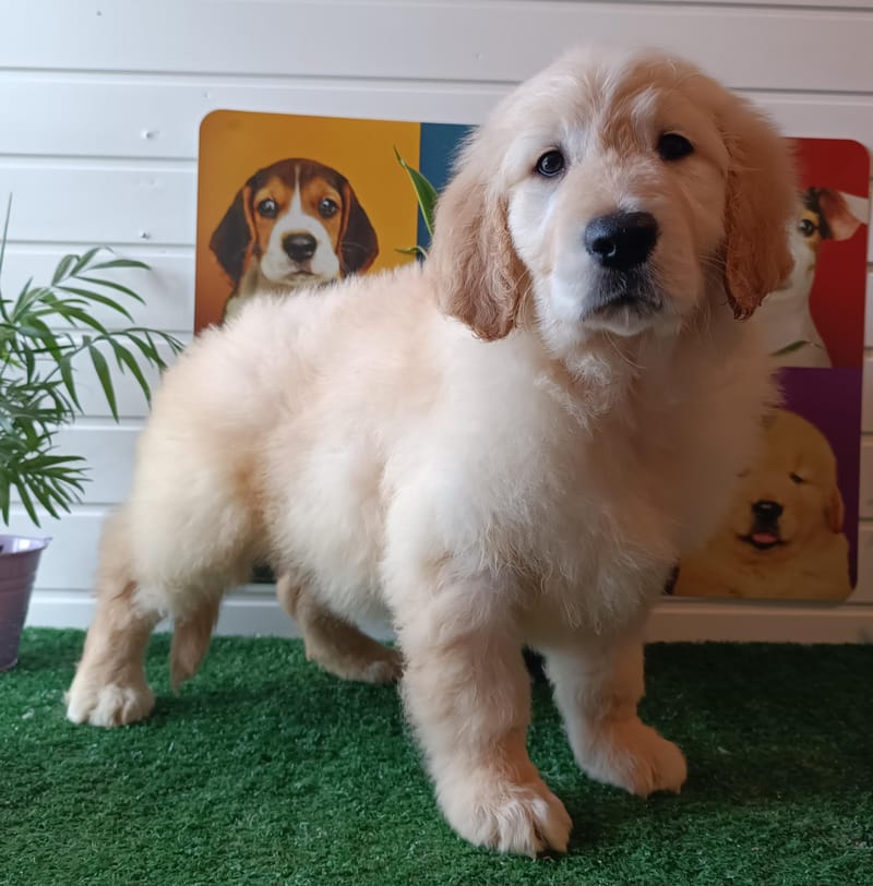 ASTON, mâle né le 08/11/2025 non Lof (parents LOF)