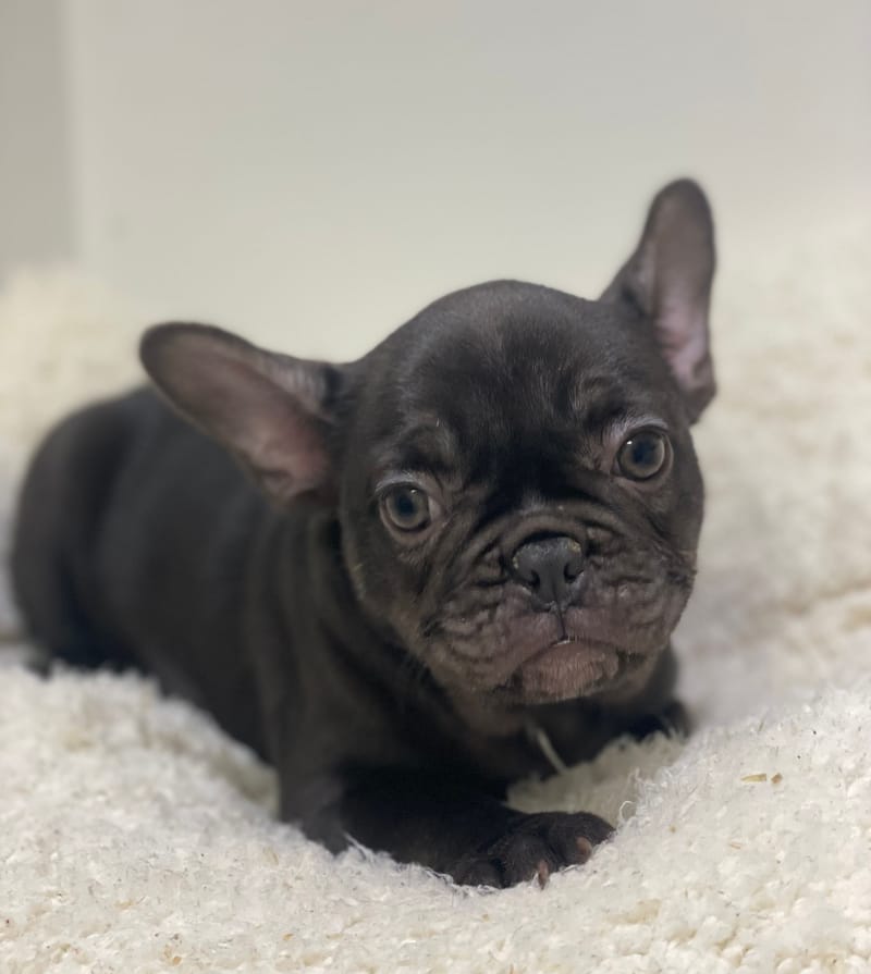 Anita, Bouledogue Français femelle née le 08/11/25 non LOF 