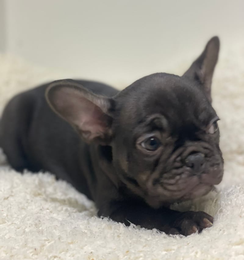 Anita, Bouledogue Français femelle née le 08/11/25 non LOF 