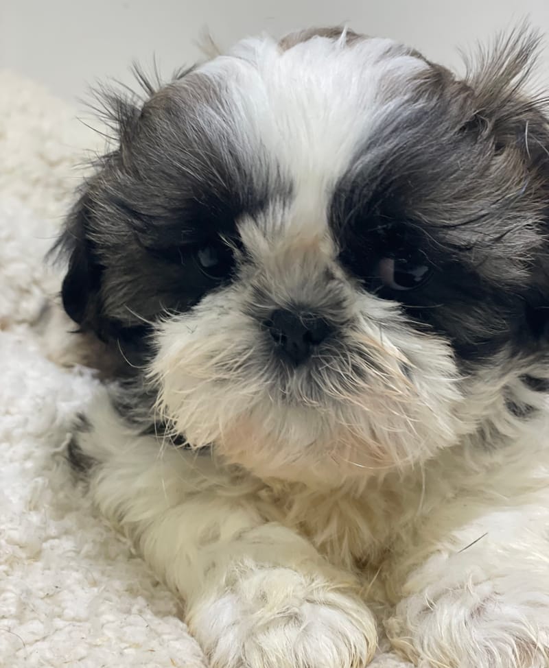 Azot, Shih Tzu mâle né le 02/11/25 LOF