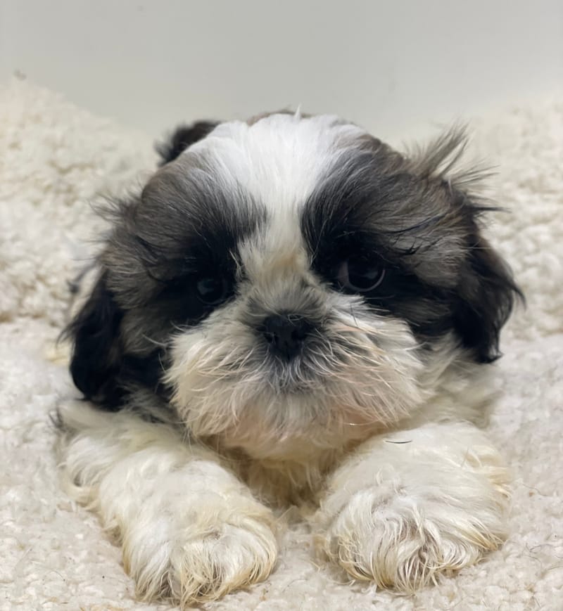 Azot, Shih Tzu mâle né le 02/11/25 LOF