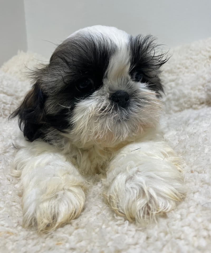 Azot, Shih Tzu mâle né le 02/11/25 LOF