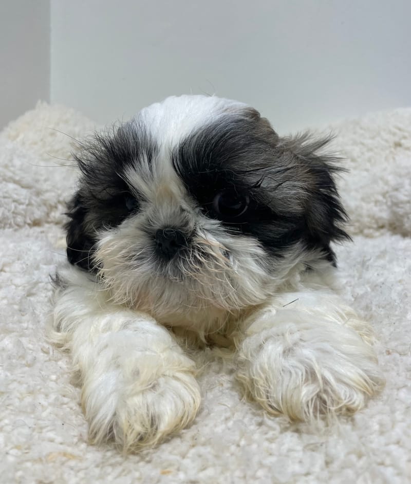 Azot, Shih Tzu mâle né le 02/11/25 LOF