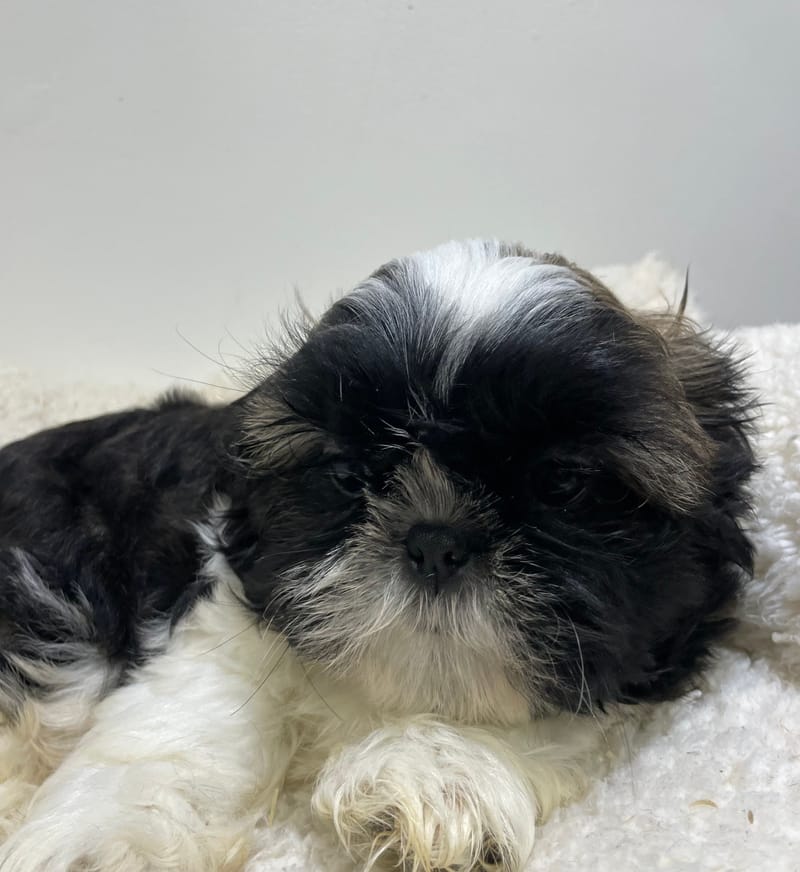 Adonis, Shih Tzu mâle né le 02/11/25 LOF