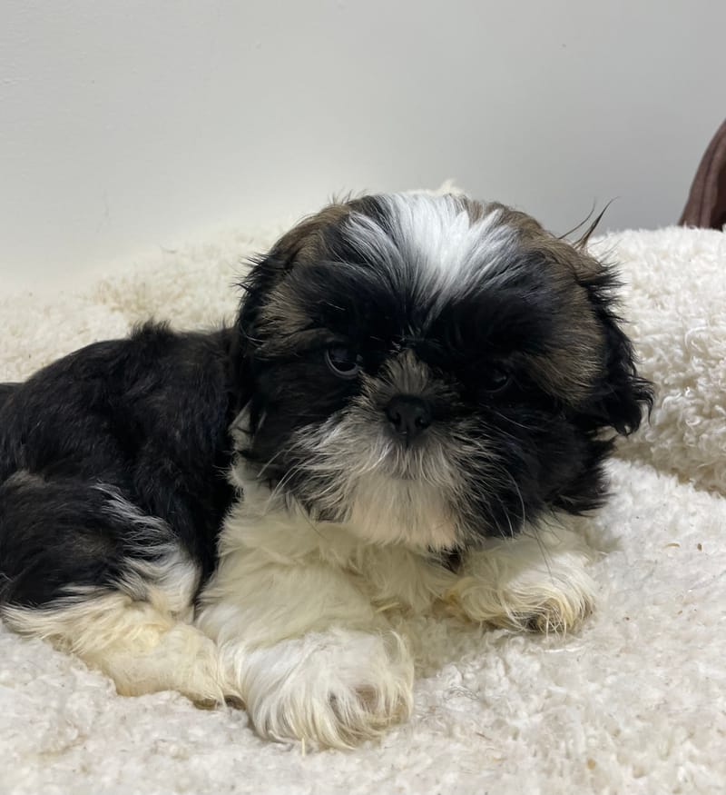 Adonis, Shih Tzu mâle né le 02/11/25 LOF