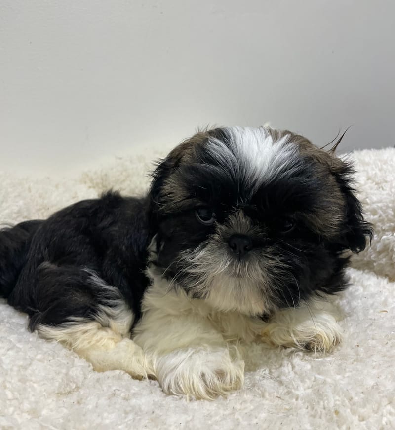 Adonis, Shih Tzu mâle né le 02/11/25 LOF