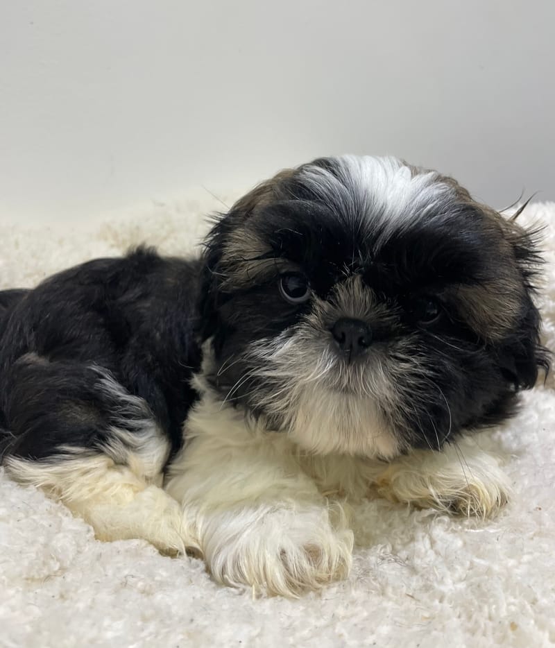 Adonis, Shih Tzu mâle né le 02/11/25 LOF