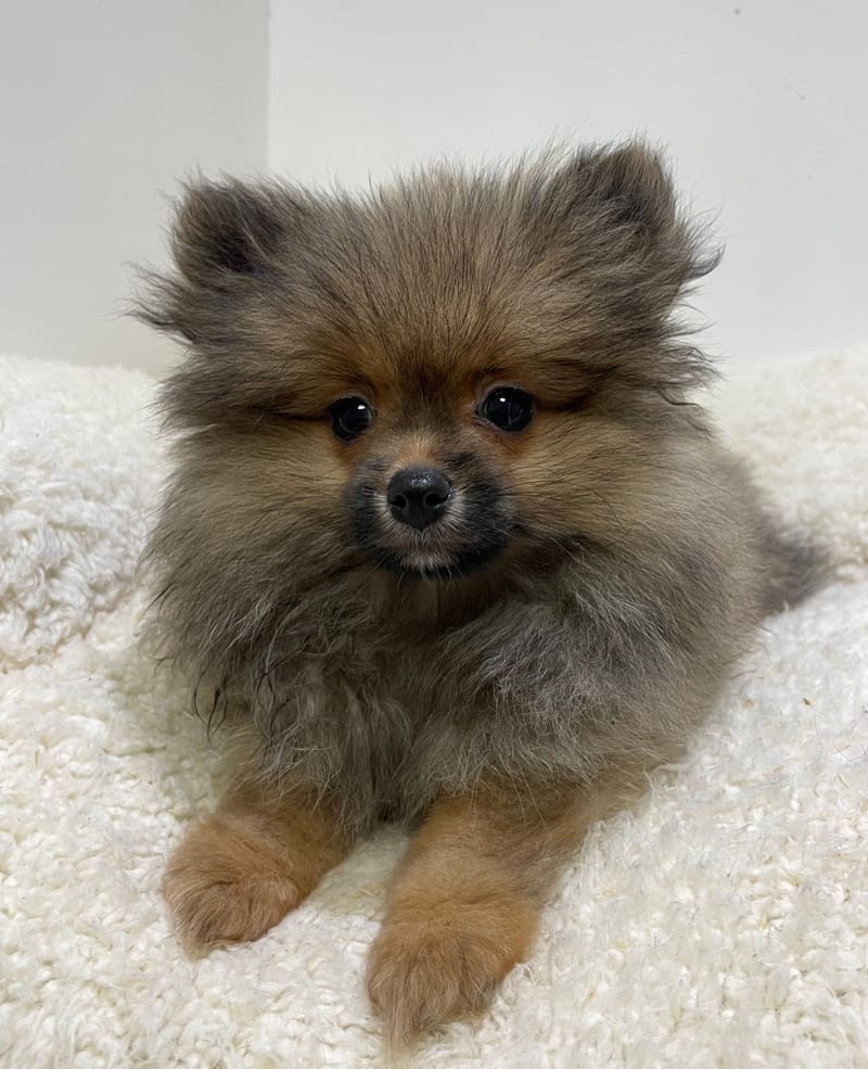 Aztek, Spitz mâle né le 28/10/25 non LOF