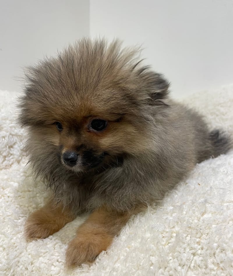 Aztek, Spitz mâle né le 28/10/25 non LOF