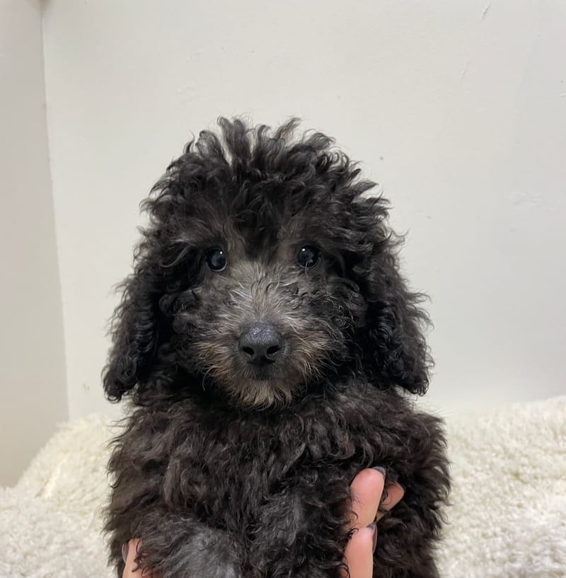 Andy, Caniche mâle né le 29/10/25 non LOF