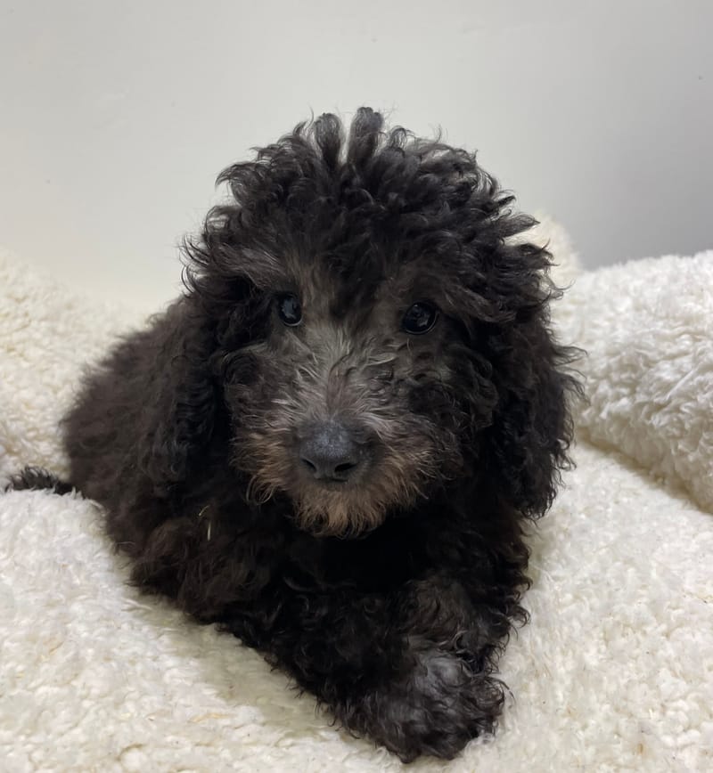 Andy, Caniche mâle né le 29/10/25 non LOF