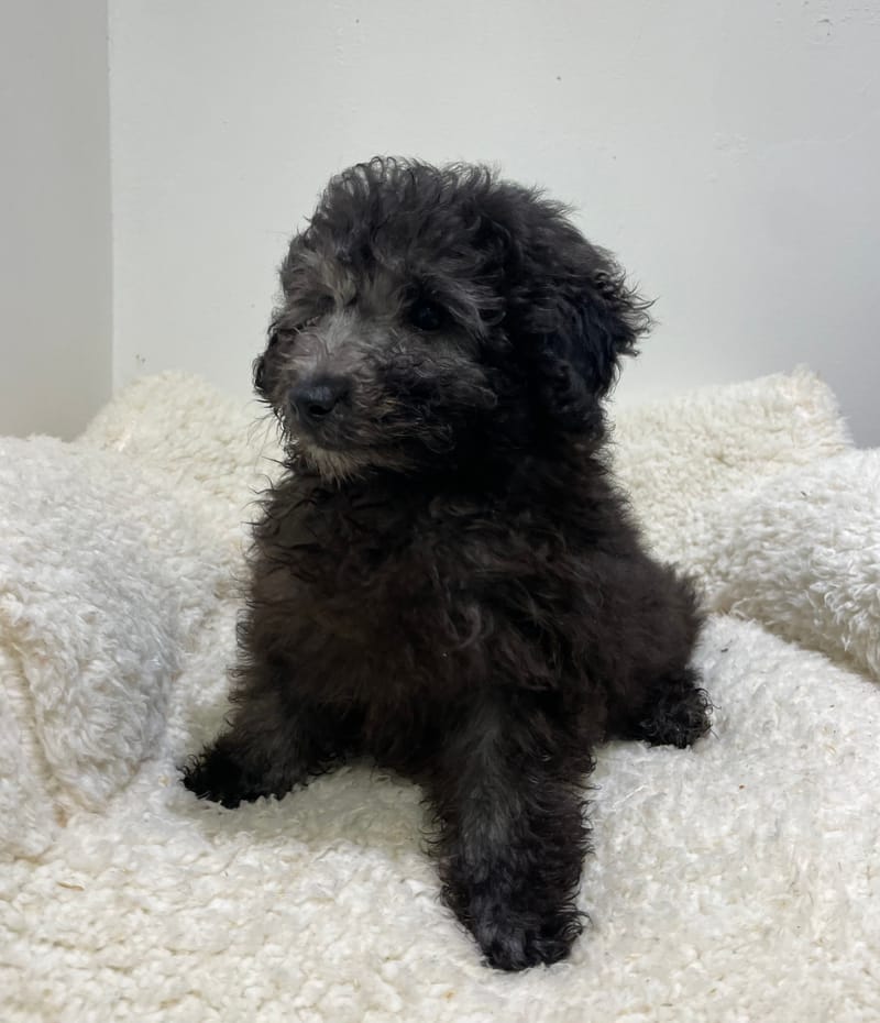 Azia, Caniche femelle née le 29/10/25 non LOF