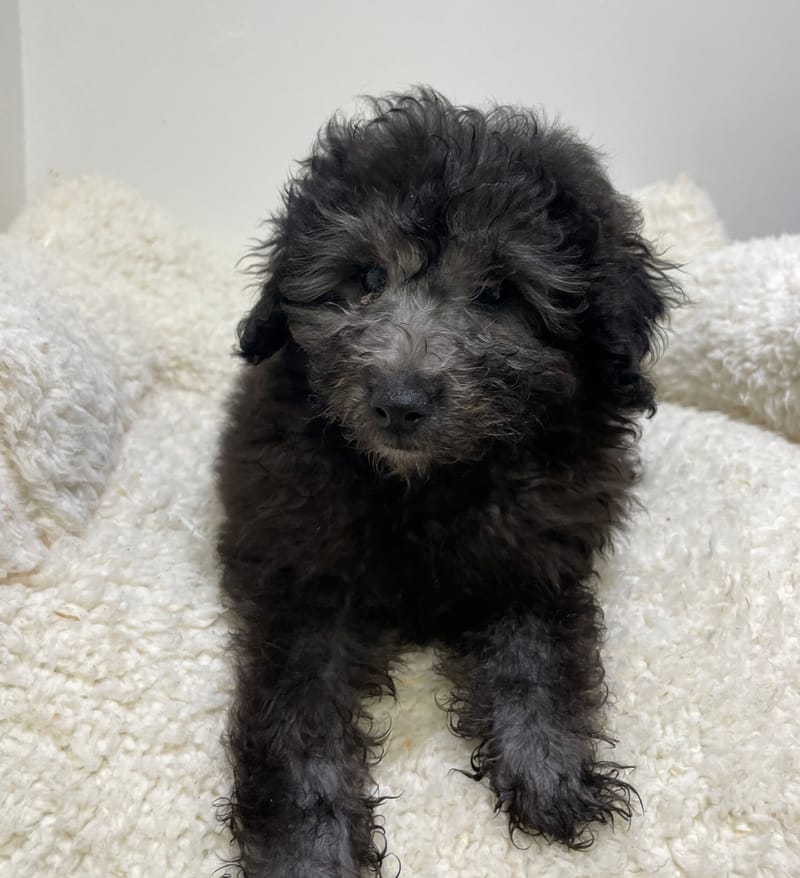 Azia, Caniche femelle née le 29/10/25 non LOF