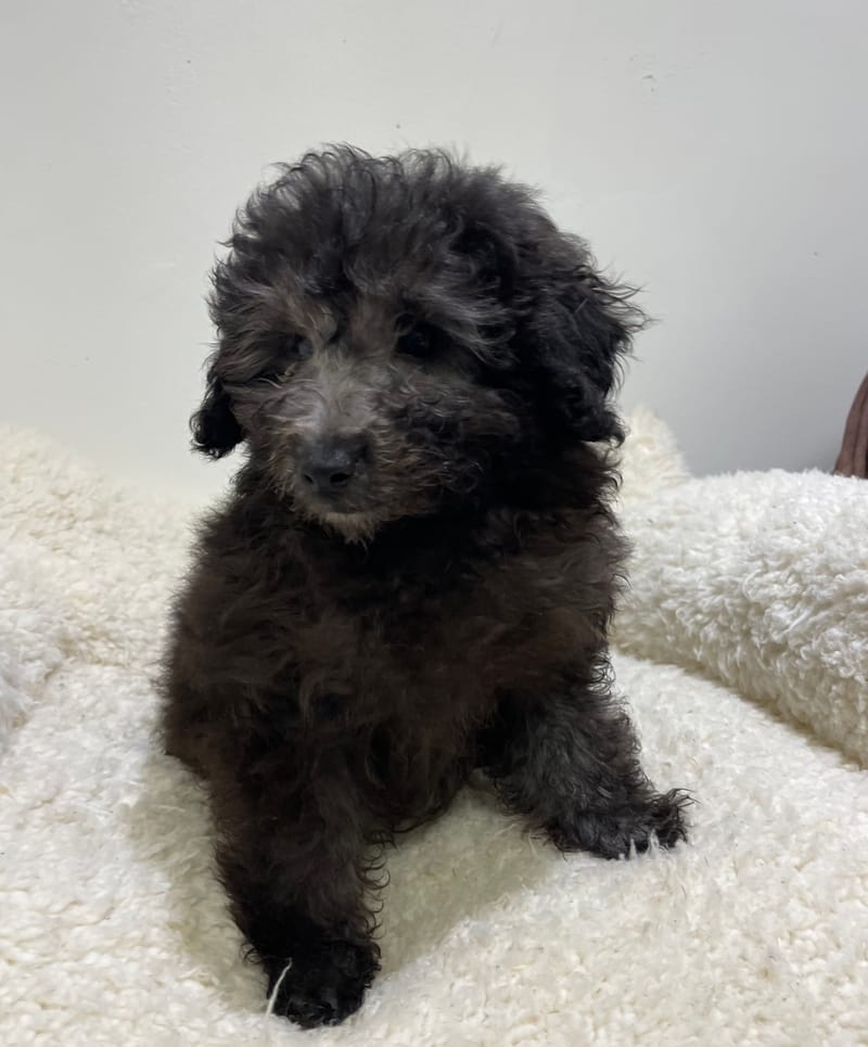 Azia, Caniche femelle née le 29/10/25 non LOF