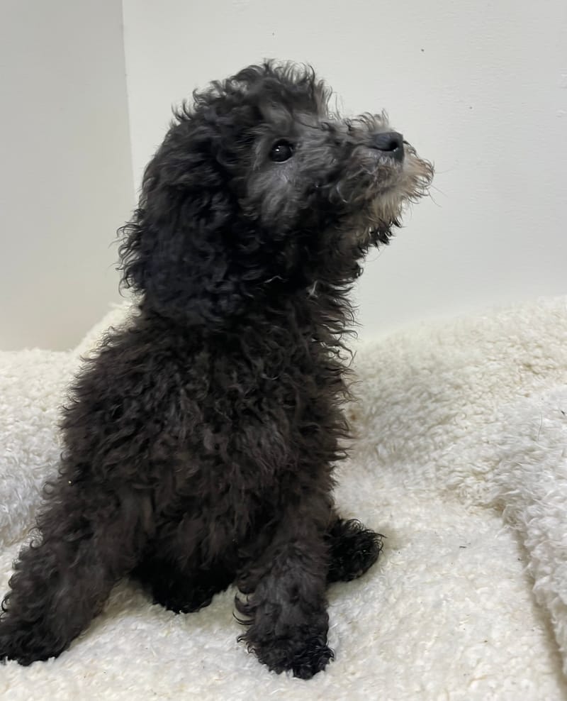 Azia, Caniche femelle née le 29/10/25 non LOF